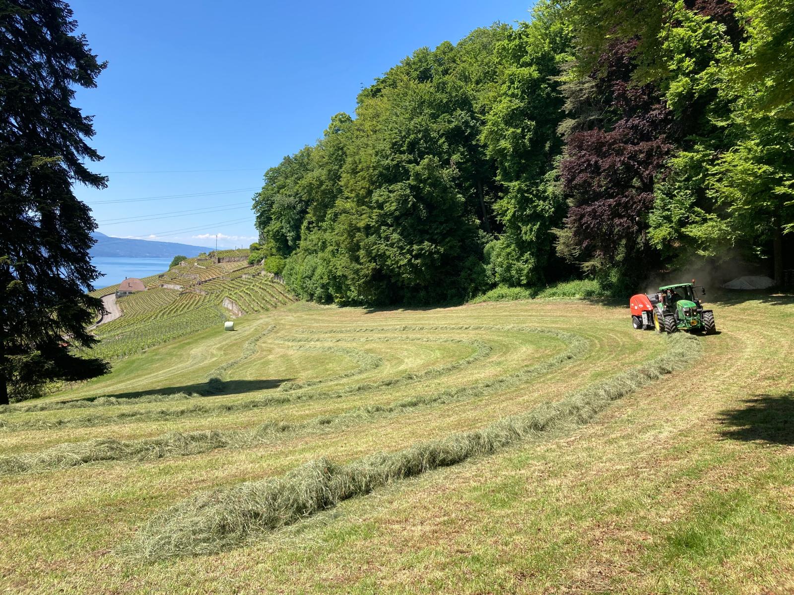 Fauche des parcelles — Bergerie de la Riviera